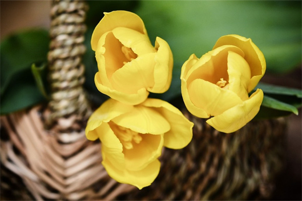 玫瑰花綿陽(玫瑰花4)