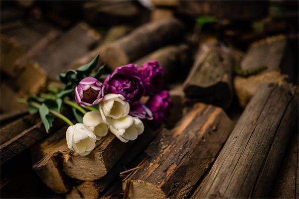 綠植大盆栽多少錢(綠植大盆栽多少錢一盆)