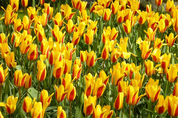 盆栽批發市場貨(盆栽批發市場貨源在哪里)