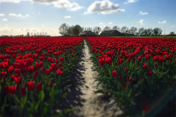 適合室內放的花(適合在室內養的綠植)