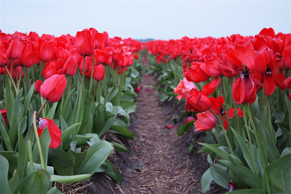 植花卉盆栽(盆栽花卉栽培)