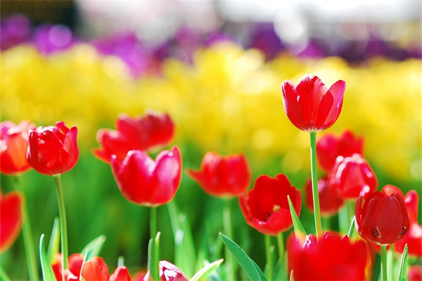 七夕節表白送什么花(七夕表白花語)