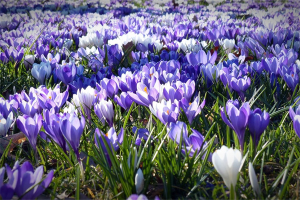 客廳放什么綠植最好(家里客廳放什么植物最好)