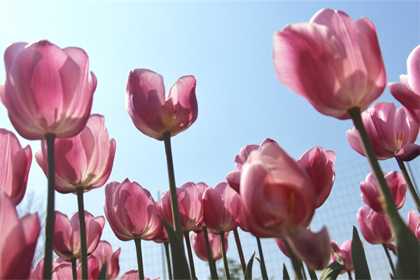 適合室內開花的盆栽植物(適合室內養的開花綠植)