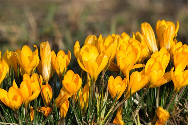 長沙綠植花卉市場(長沙花卉批發(fā))