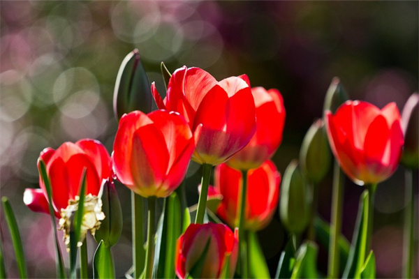 男生送女閨蜜什么花好(男士送女閨蜜什么花)