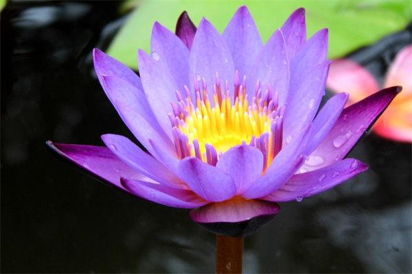 女兒過生日媽媽送什么鮮花(女兒過生日媽媽送什么鮮花合適)