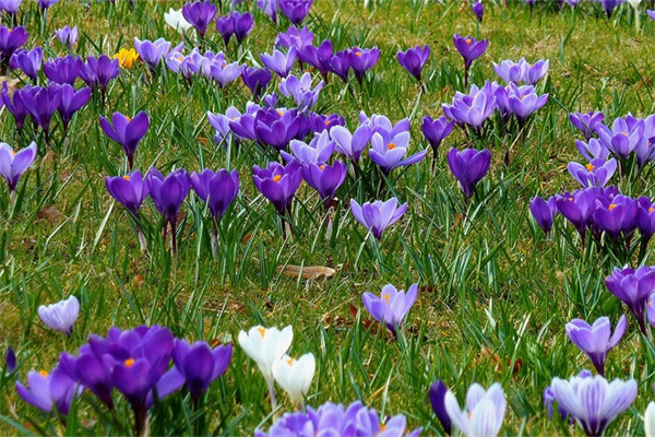 長輩送花送什么花(長輩送花)