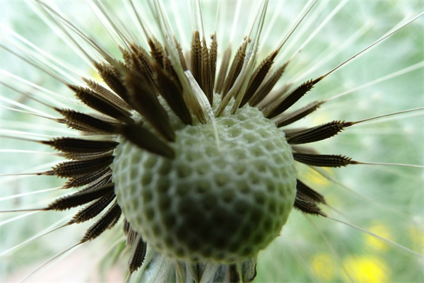 做玫瑰花饅頭的步驟(如何做玫瑰花饅頭視頻)