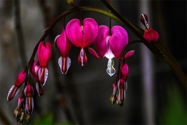 告別可以送什么花(告別可以送什么花給女朋友)