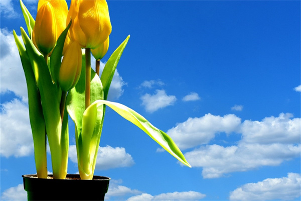 多肉虹之玉(多肉虹之玉錦)