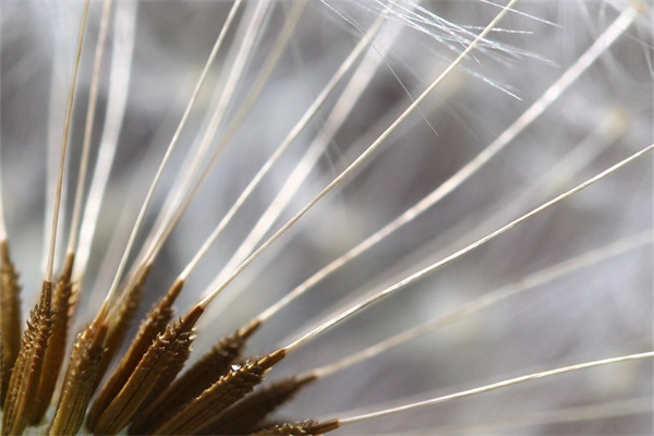 生孩子送花的祝福語(yǔ)(生孩子送花的祝福語(yǔ)怎么說(shuō))