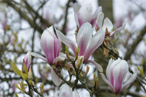 普貨多肉有哪些品種(普貨多肉有哪些 圖片)