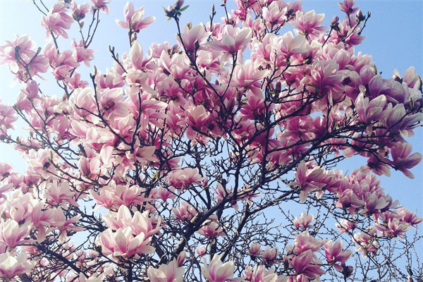 如何把葉仙枝條養(yǎng)粗 怎樣讓葉仙快速養(yǎng)粗