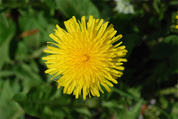 綠植水生(水生綠化植物品種)