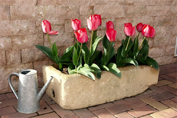 適合湖北的室內盆栽(適合湖北的室內盆栽植物)