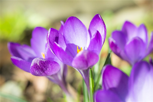送花情侶頭像(送花情侶頭像一男一女動漫)