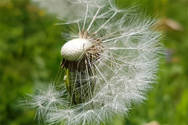 朋友要離開送什么花(朋友要離開了送什么花)