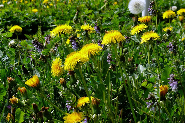 花卉室內盆栽植物(室內盆栽花卉綠植)