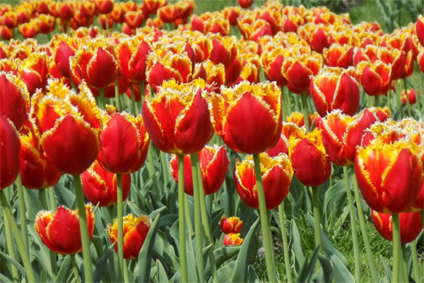 干花插花用花泥嗎(干花插花用花泥嗎圖片)