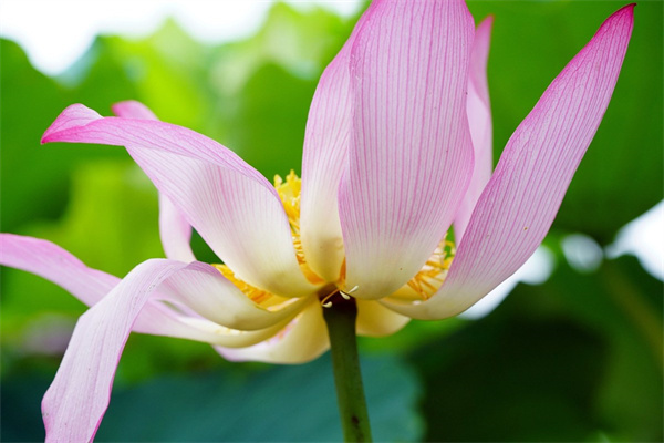 結婚十周年送老婆什么花(結婚十周年送老婆花,可以下午送嗎)