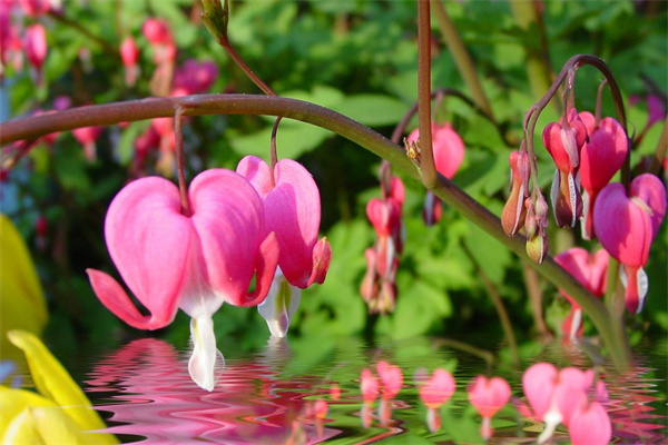 吉林鮮花禮品網(wǎng)(吉林鮮花預(yù)定)