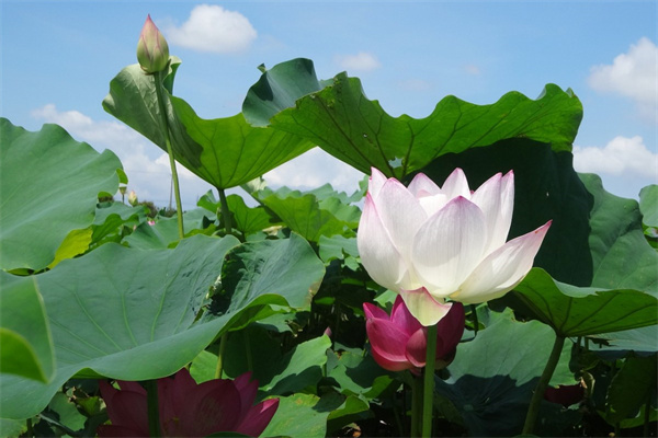 家養綠植盆栽(家養綠植盆栽哪種好)