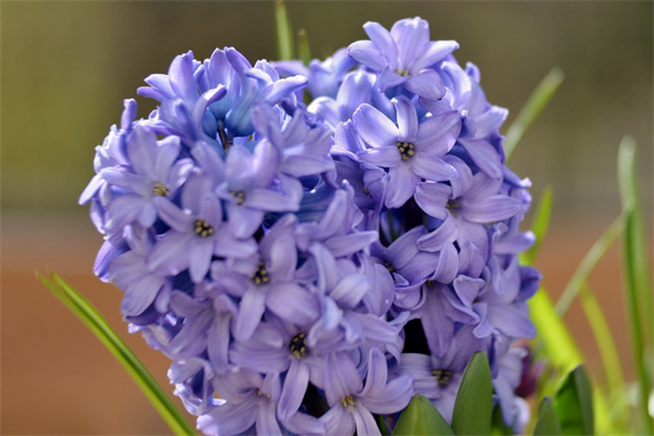 送男朋友媽媽康乃馨送什么顏色(適合送男朋友媽媽的花)