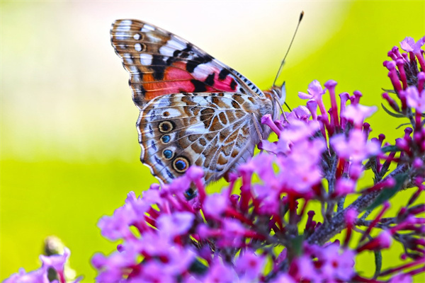 春季淡橙色花壇花卉(春季淡橙色花壇花卉有哪些)