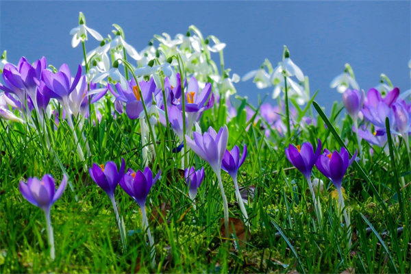 草金魚用什么水草(養草金魚用什么魚缸)
