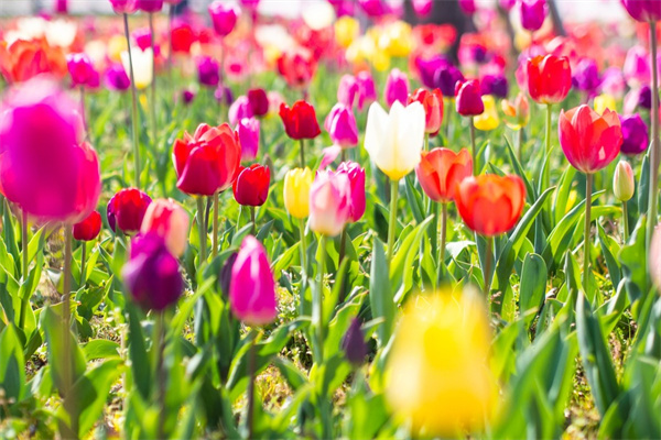 哪些綠植適合冬天養(什么綠植適合冬天在室內養)