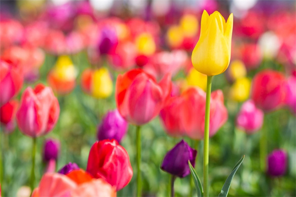 拜泉縣鮮花配送店(石泉縣鮮花店配送)