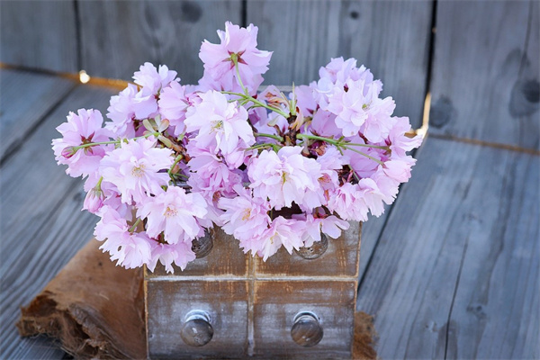 送女朋友什么花比較好一點(diǎn)(送女朋友什么花比較好一點(diǎn)圖片)