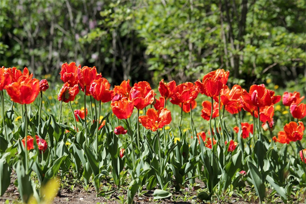 客廳綠植室內大盆栽易活(最適合客廳的盆栽植物高大上)