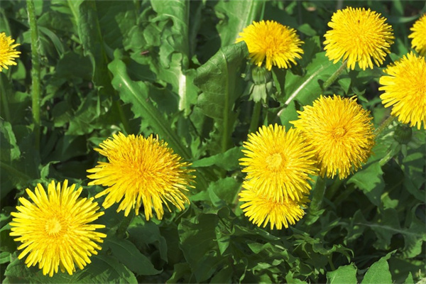 花卉綠植區(qū)(花卉綠植圖片及名稱)