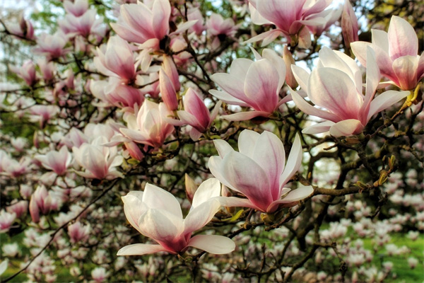 北方適合養什么大型綠植(北方適合養什么綠植或者花)
