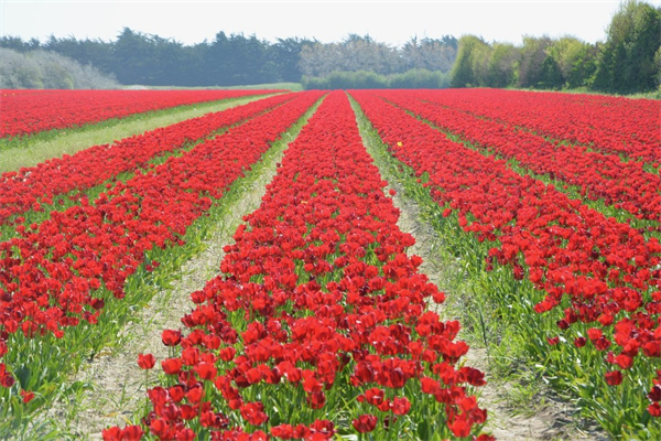 親情送什么花(送親人花應(yīng)該送什么花)