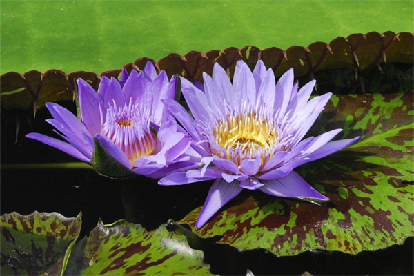 玫瑰花的葉子展現出玫瑰花的什么(玫瑰花的葉子的形狀是怎樣描述的)