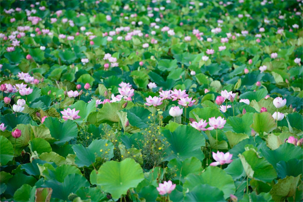 長春花怎樣爆盆最快(有關長春花的養護要點)