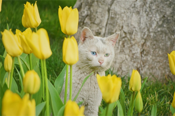 結婚一周年送什么花好(結婚一周年送幾朵花)
