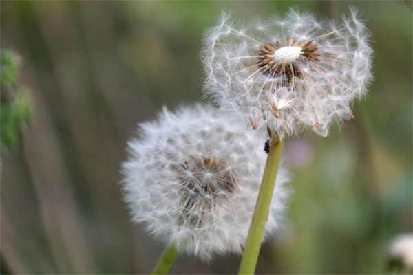 家庭盆栽養殖花卉(家庭盆栽花卉怎么養)