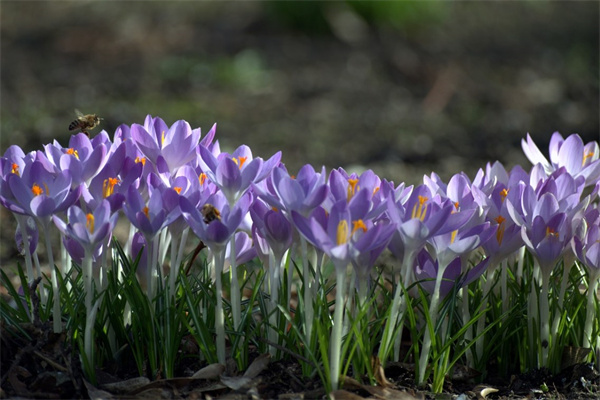 地方送花(外省送花)