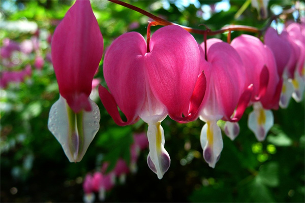 花盆栽植物花卉(盆栽花卉大全及名稱)
