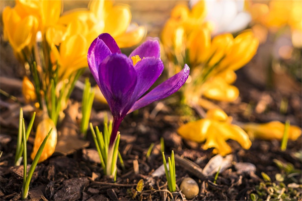 綠植室內(nèi)植物(綠植室內(nèi)植物圖片)