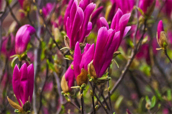 多肉怎樣養(巧克力方塊多肉怎樣養)
