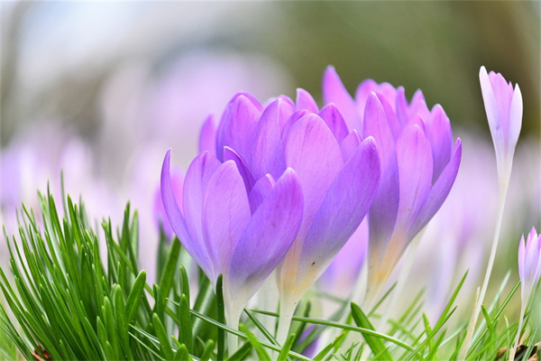 送妻子什么花好(送妻子的花)