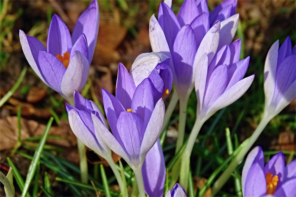送姐妹要送什么花(送姐妹送什么花多少朵)