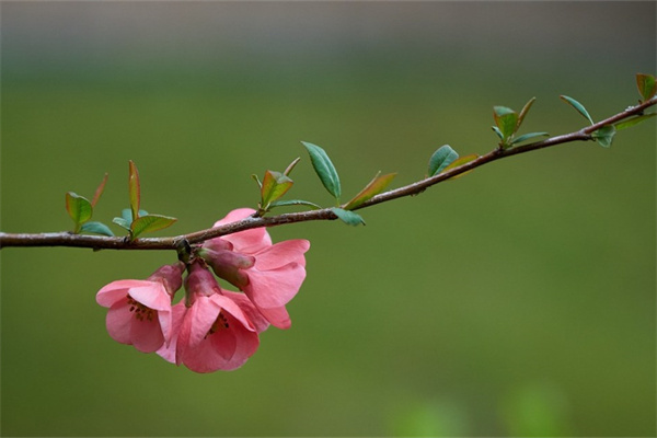 姐姐生日送玫瑰花合適嗎(姐姐生日送花好嗎)