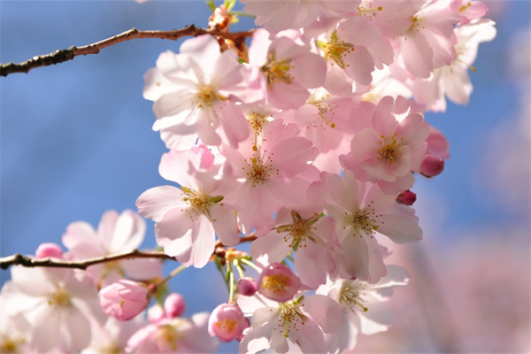 送長輩用什么花(送長輩用什么花合適)