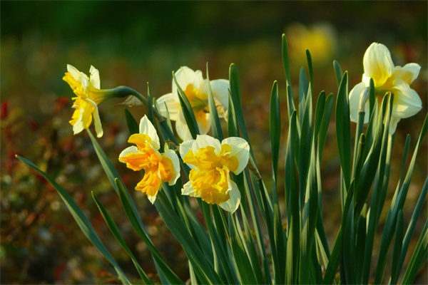 剛追求的女孩子送什么花好(剛追求的女生送什么圣誕禮物)